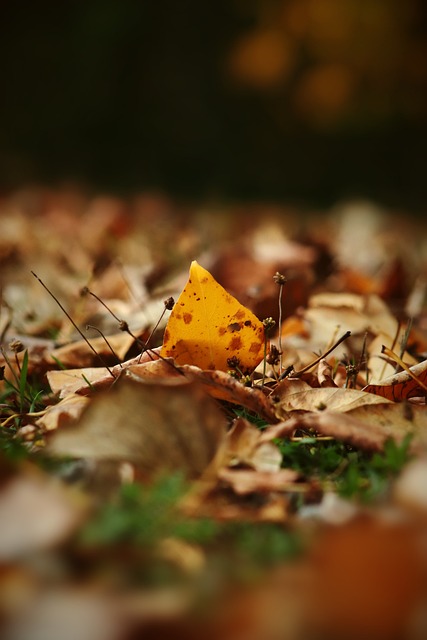 但法國隊所 但法國隊所