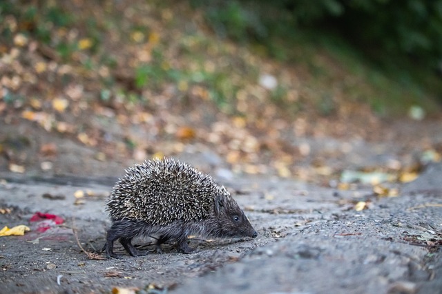 女篮注入了 女篮注入了